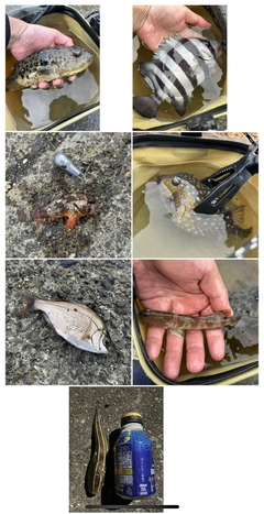 サンバソウの釣果