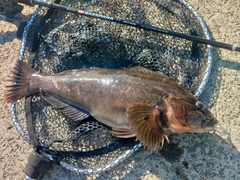 アイナメの釣果