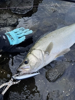 ヒラスズキの釣果