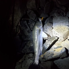 セイゴ（タイリクスズキ）の釣果