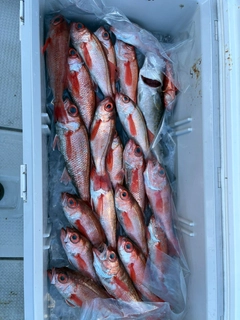 アカムツの釣果