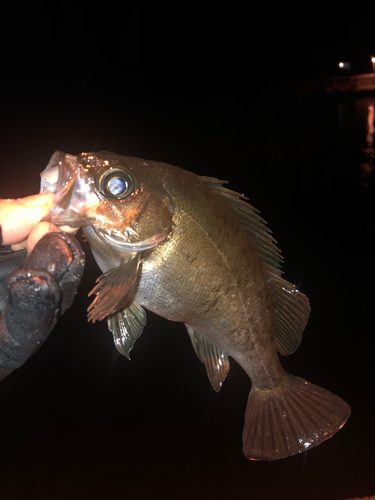 メバルの釣果