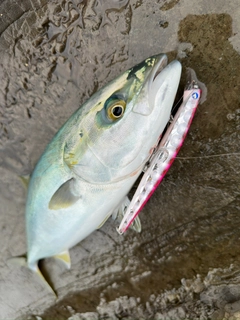 ハマチの釣果