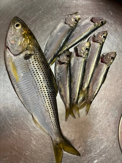 コノシロの釣果