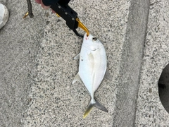 メッキの釣果