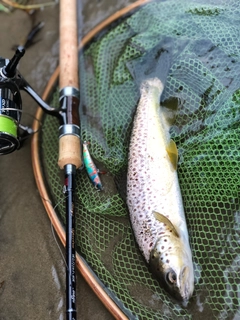 ブラウントラウトの釣果