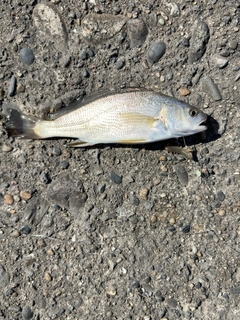 ニベの釣果