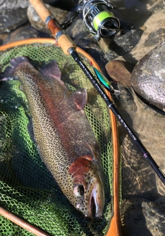 ニジマスの釣果