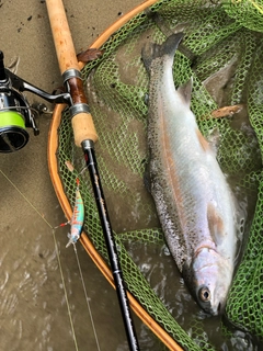 ニジマスの釣果