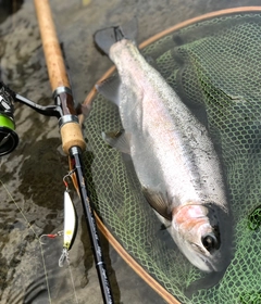 ニジマスの釣果