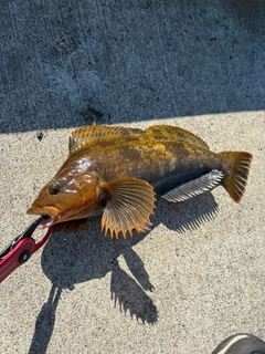 アブラコの釣果