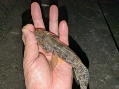 マハゼの釣果