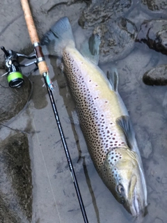 ブラウントラウトの釣果