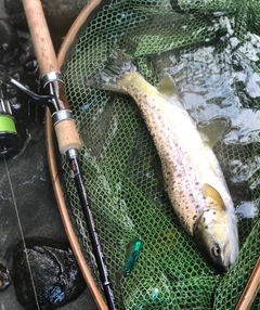 ブラウントラウトの釣果