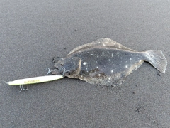 ソゲの釣果
