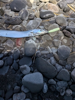 タチウオの釣果