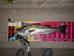シーバスの釣果