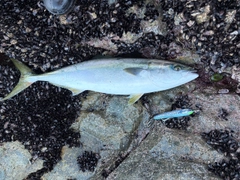 ワラサの釣果