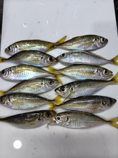 アジの釣果