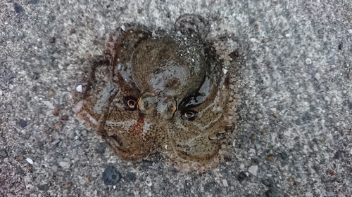 イイダコの釣果