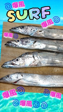 タチウオの釣果