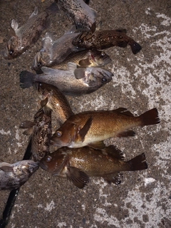 エゾメバルの釣果