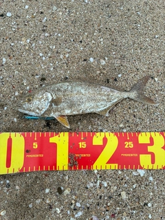 ショゴの釣果