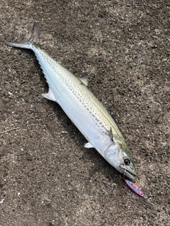サゴシの釣果