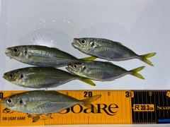 アジの釣果