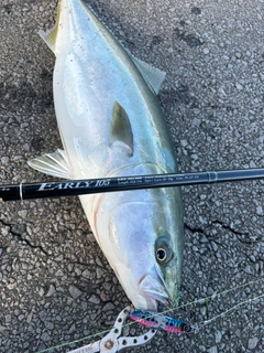 ワラサの釣果