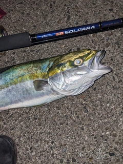 フクラギの釣果