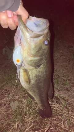 ラージマウスバスの釣果