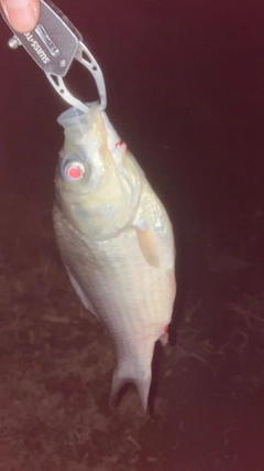 ヘラブナの釣果