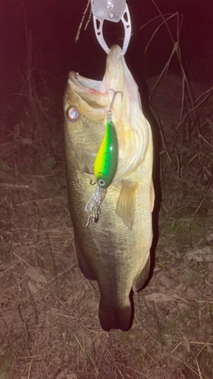ラージマウスバスの釣果