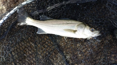 セイゴ（マルスズキ）の釣果