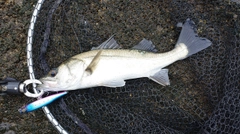 フッコ（マルスズキ）の釣果