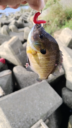 ブルーギルの釣果