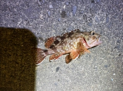 カサゴの釣果