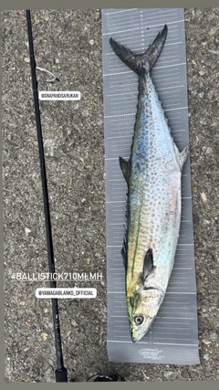 サワラの釣果