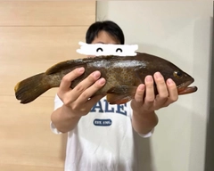 キジハタの釣果
