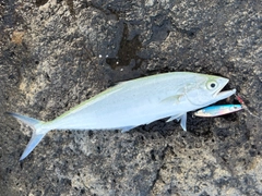 イケカツオの釣果