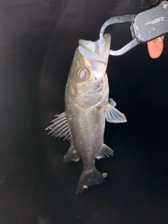 セイゴ（マルスズキ）の釣果