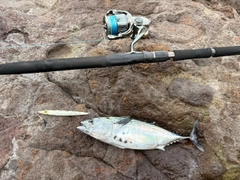 スマガツオの釣果