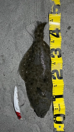 ヒラメの釣果