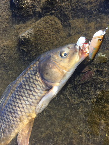 コイの釣果