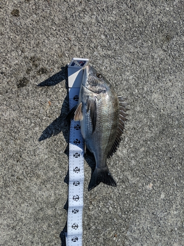 チヌの釣果