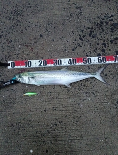 サゴシの釣果