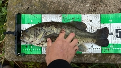 ラージマウスバスの釣果