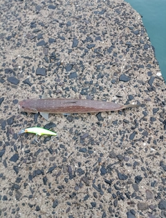 エソの釣果