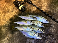 アジの釣果